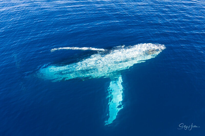_16A2312 - 2024 Hervey Bay Whales