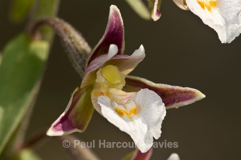  - Orchids - Various
