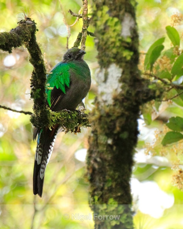 Resplendent Quetzal (female) at Curi-Cancha, Costa Rica - Resplendent Quetzal