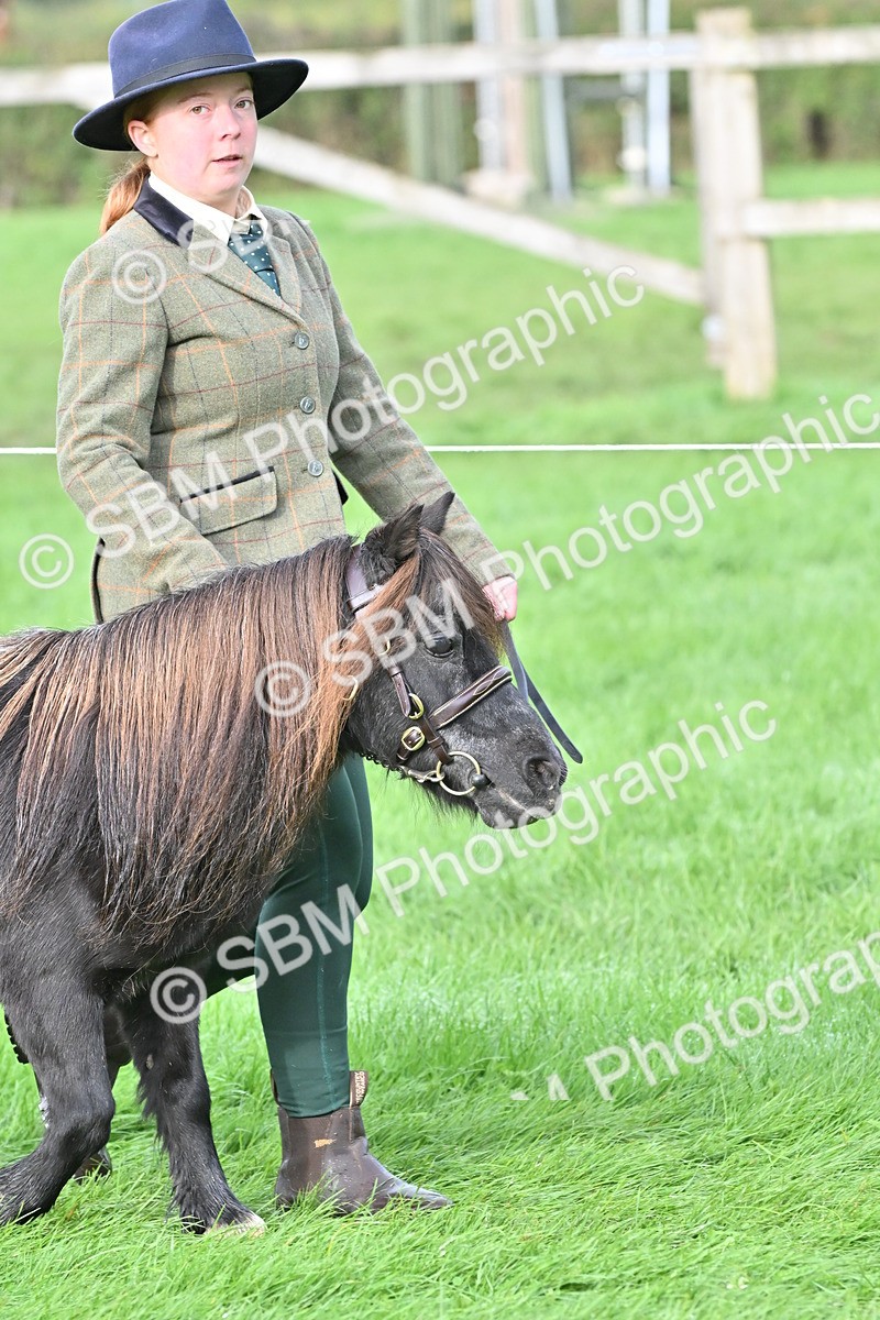 SBM_56848 - S45 - Coloured Pony In Hand