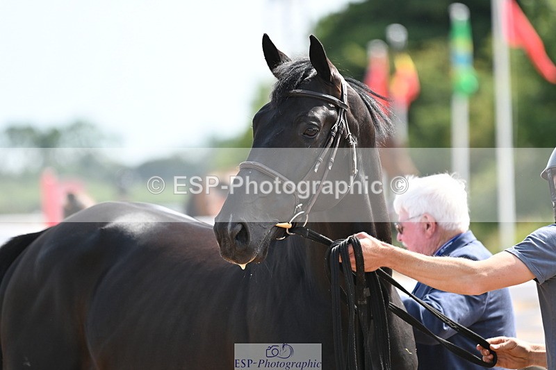 240717A-155037-03097 - Trot Up 3pm to 4pm