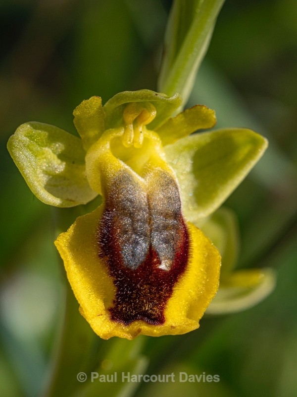 Slcilian Ophrys (Ophrys lutea subsp sicula)  - Gargano - Wild Orchids