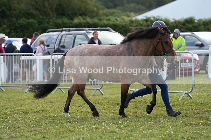 DSC05709 - Class 51: NPS M&M 4 years and over Large Breeds
