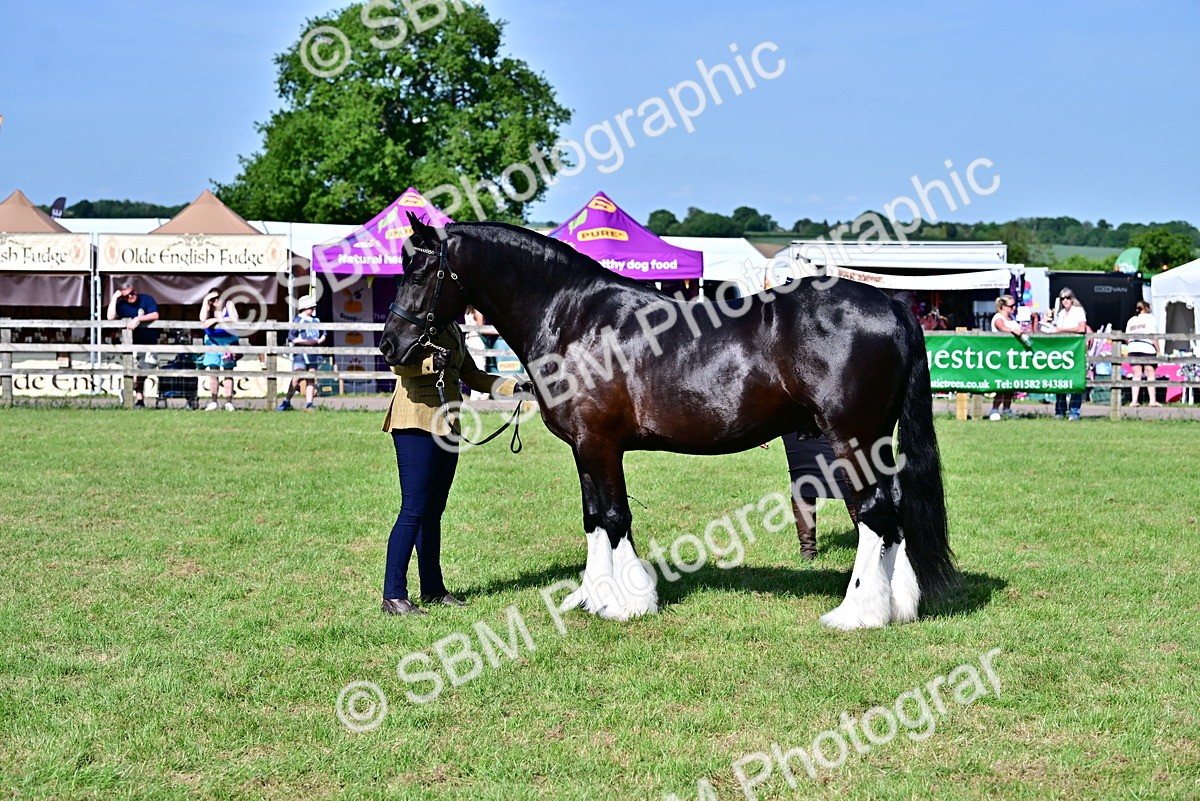 SBM_10013 - Class 63-65 - Traditional Gypsy Cobs In Hand & Ridden