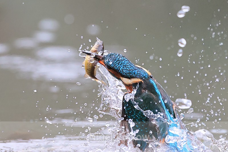 Common Kingfisher emerges from water with fish, Otterbourne - Kingfisher
