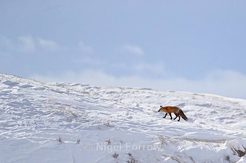 Red Fox climbing ridge, Yellowstone National Park - Red Fox
