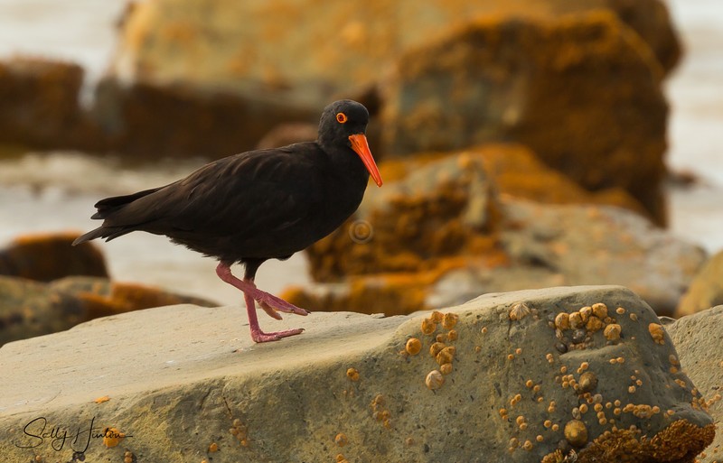Sooty Oyster Catcher 9