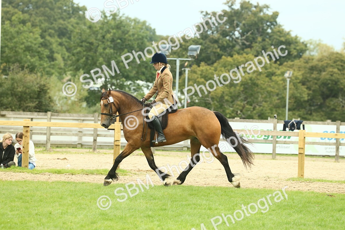 SBM_72146 - S60 - Mountain & Moorland Ridden Large Breeds