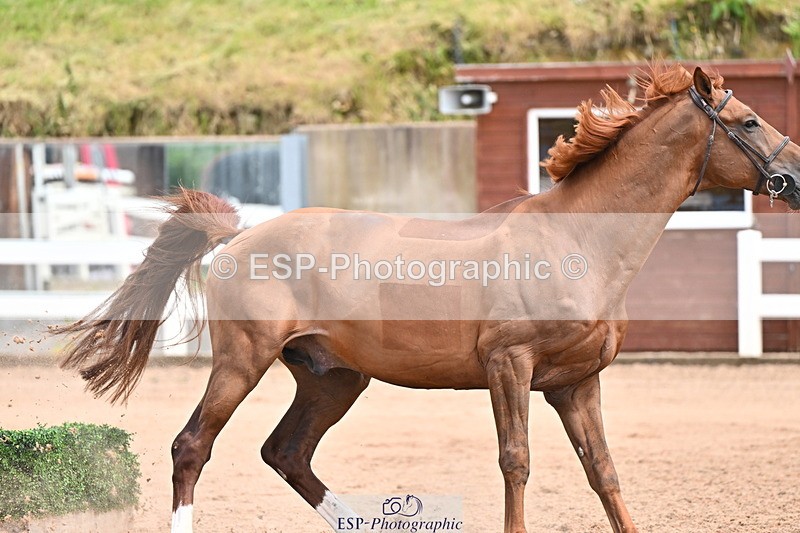 240718A-105321-01893 - Trot Up 1pm to 2pm