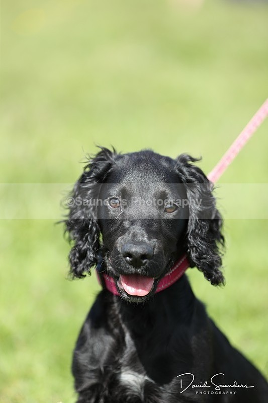 SPXX0570 - Dog show