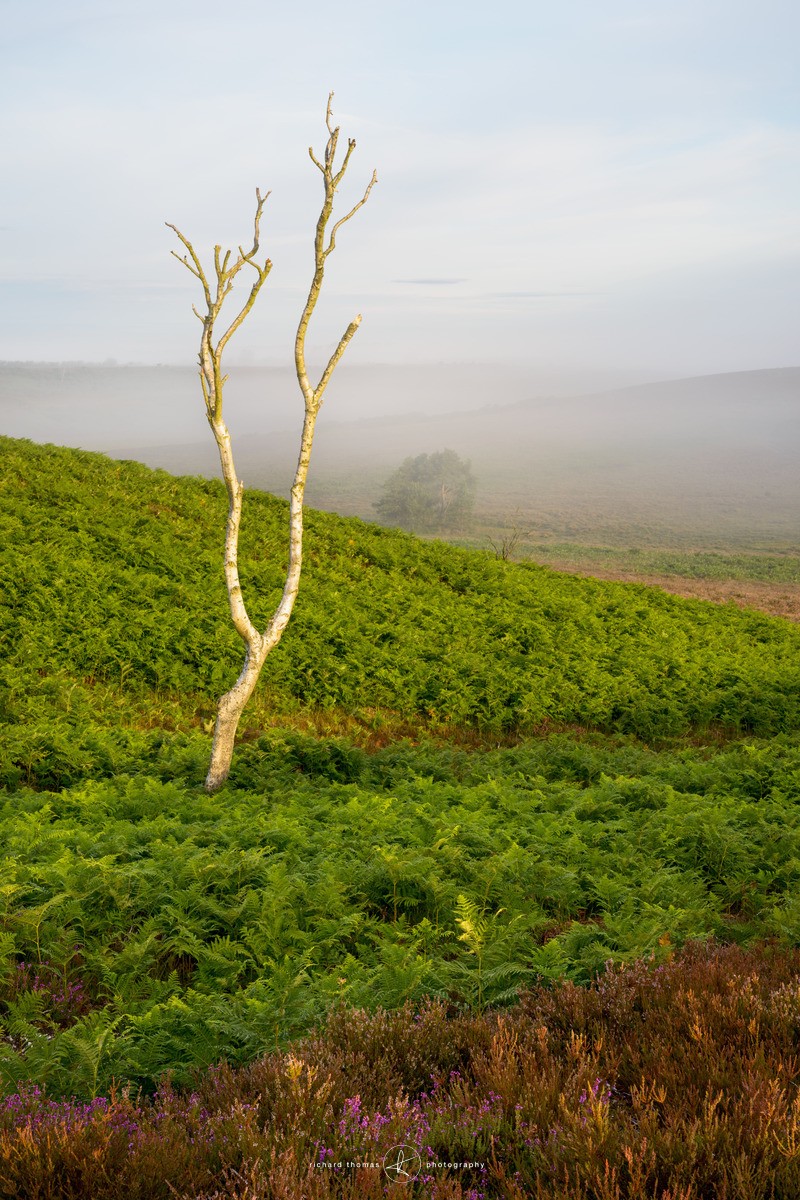 Tones of August - New Forest - One2Tree