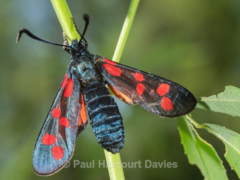 The six-spot burnet (Zygaena filipendulae) - Insects & Spiders & other animals 2021