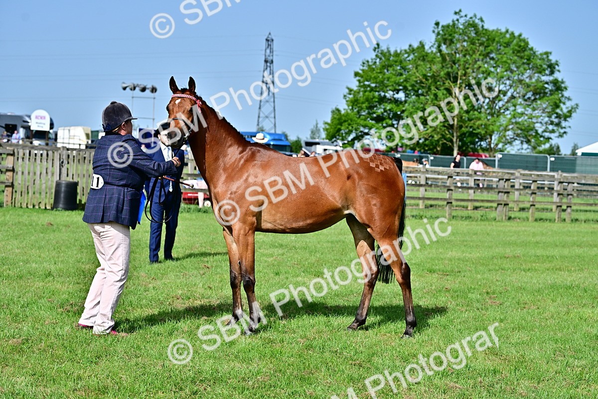 SBM_01099 - Class 46-49 - Arab and Part Bed-Anglo Arab In Hand
