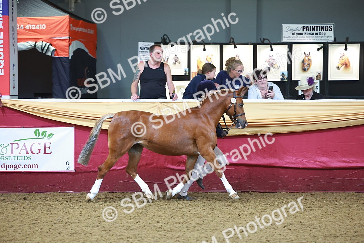 SBM_14671 - Class B - Junior Champ 11 to 16 Years