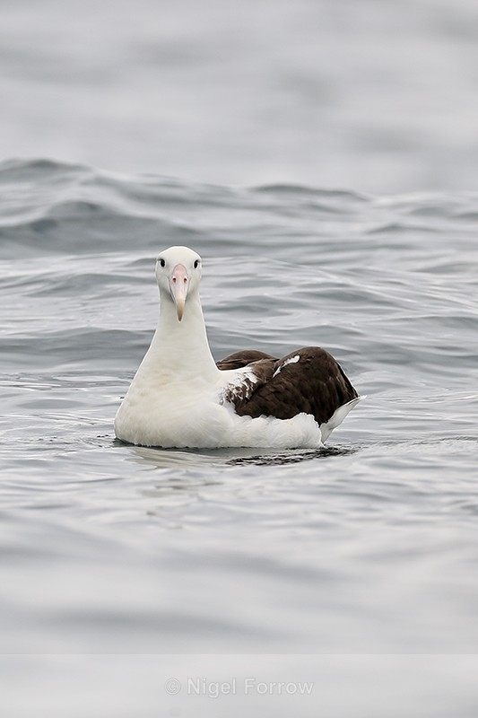 Royal Albatross, front, Pacific Ocean, Chile - Royal Albatross