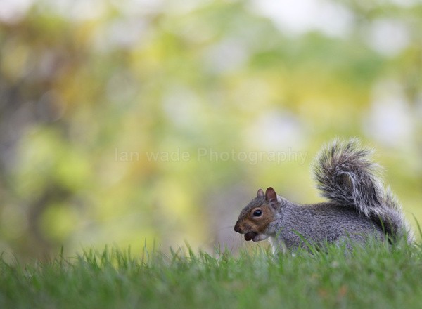 Grey Squirrel _AGTO184 - Wildlife, Mammal Photography, Great Britain