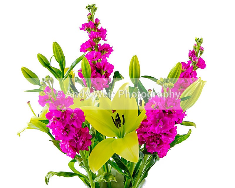 20150125-3K8A7802-3313 - Plants & Flowers