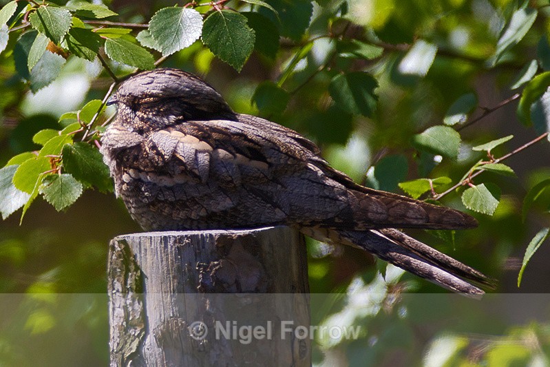Nightjar (male) dozing on a fence post - Nightjar