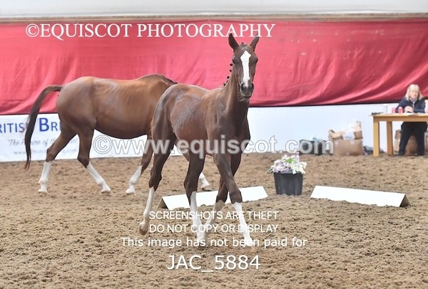 JAC_5884 - 11 Pandora of Westoak