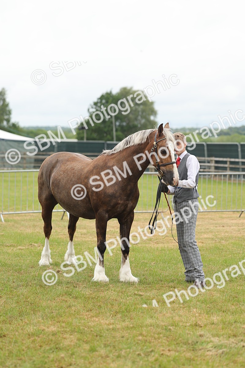 SBM_04910 - Class 50-57 - M&M Welsh Pony In Hand