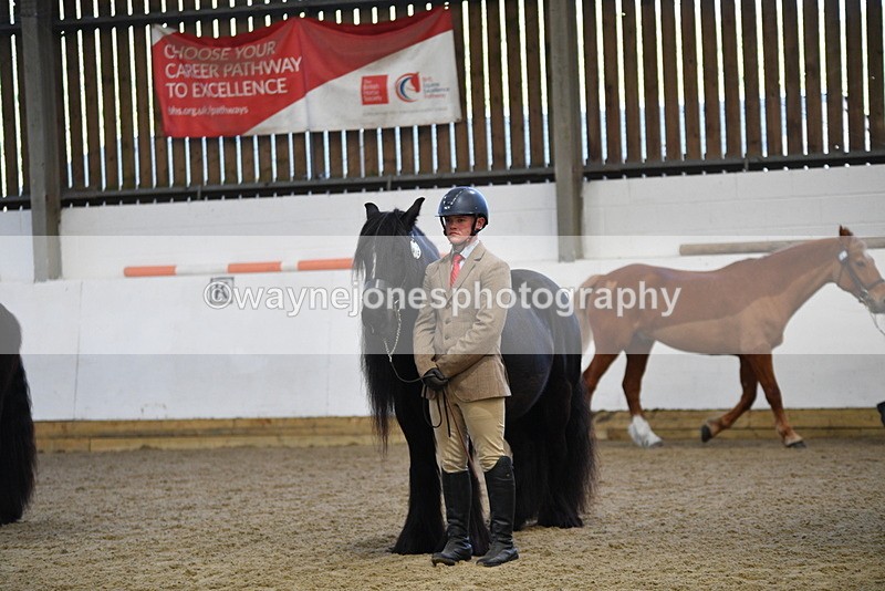 WJ5_4415 - Class 6 In hand M&M - Large Breeds