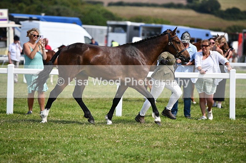 DSC_8292 - Class 68: Part Bred In Hand M & M