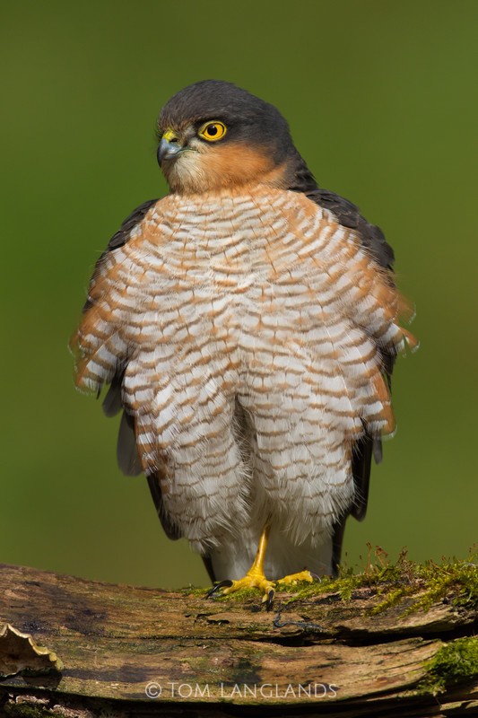Sparrowhawk - Birds of Prey