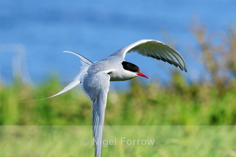 Arctic Tern flying, close view, Farne Islands - Arctic Tern