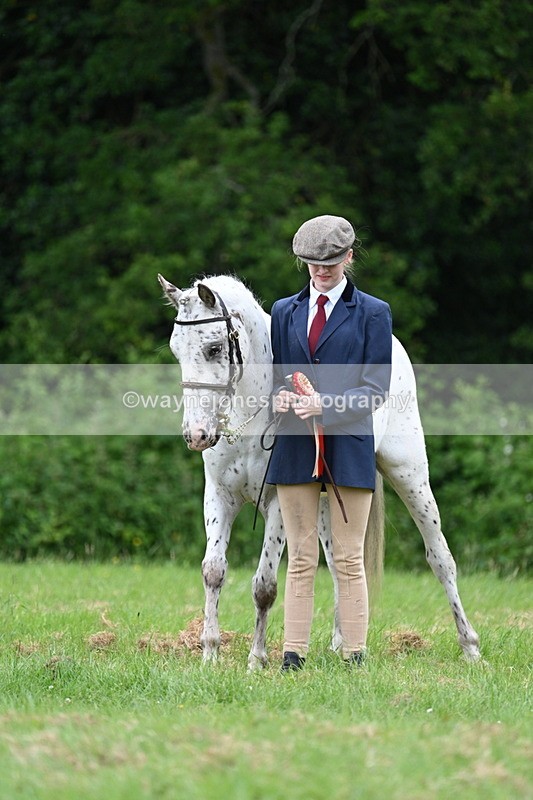 WJ7_4563 - Class 14B Prettiest Mare
