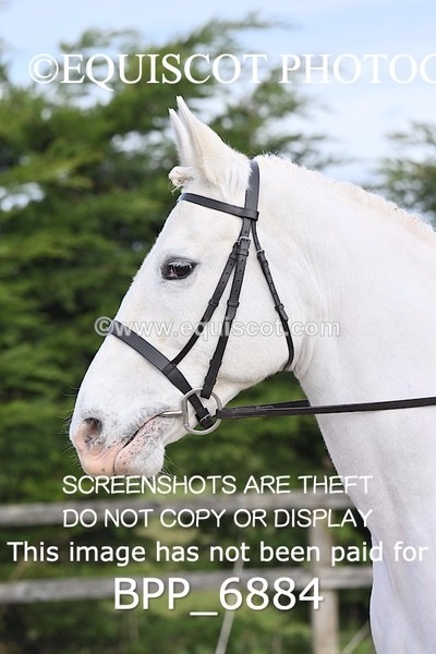 BPP_6884 - RING 1  (RIDDEN HORSES / IN HAND / VETERAN ETC)