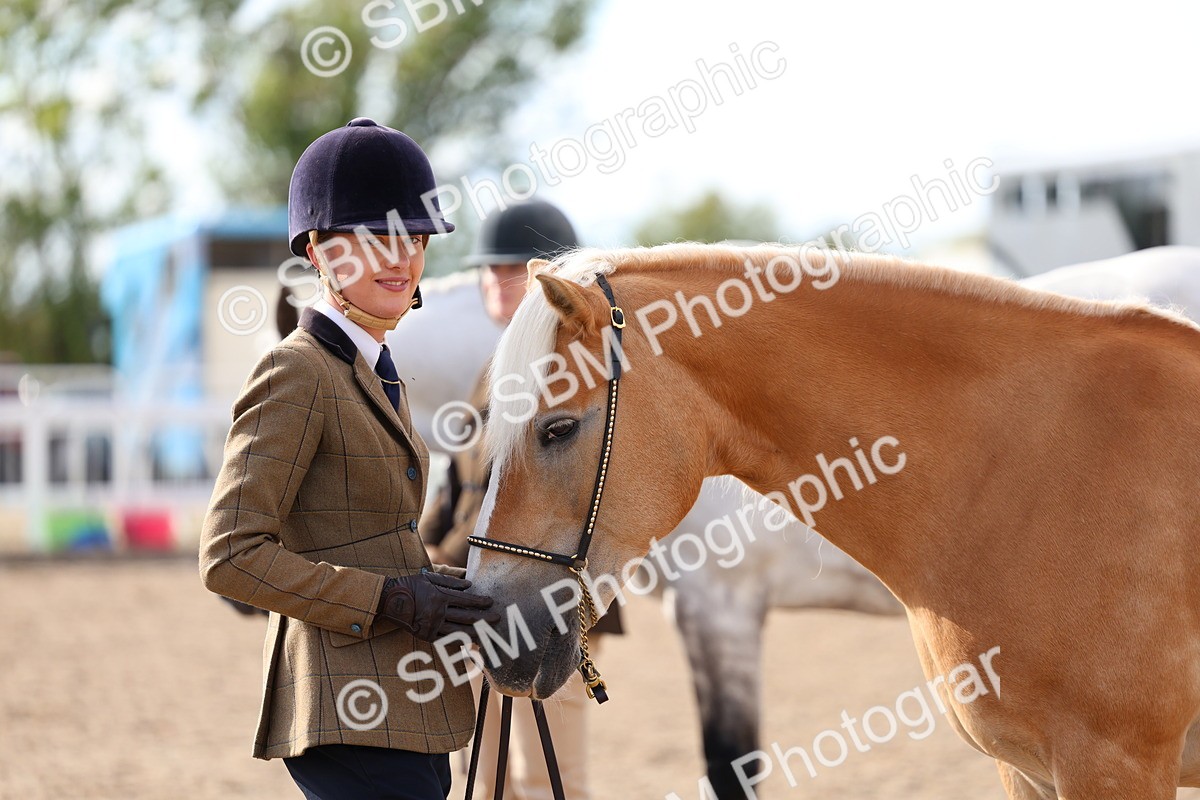 SBM_18769 - Class 317 - IH Pure Bred Horse-Pony
