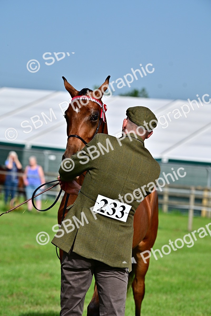 SBM_00092 - Class 46-49 - Arab and Part Bed-Anglo Arab In Hand