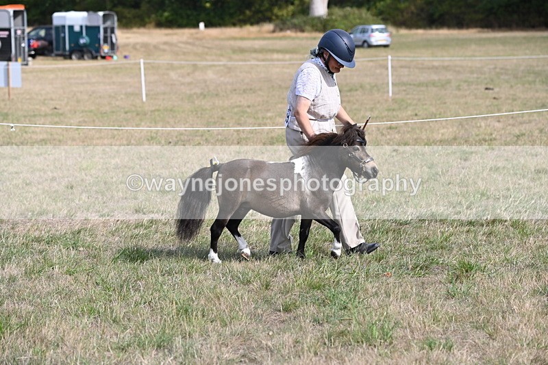WJ6_6823 - Class 21 Shetland & Mini Horses