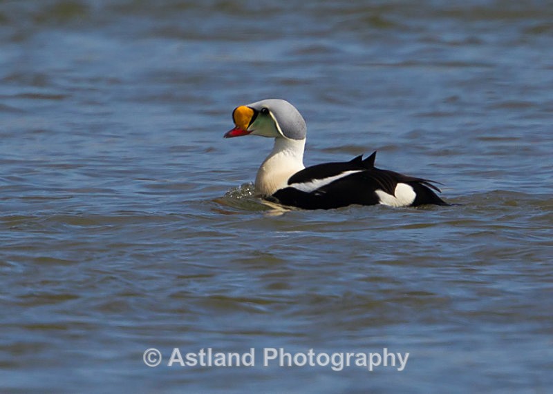 Astland Photography, Bird and Wildlife Images, Susan and Peter Wilson, U.K.