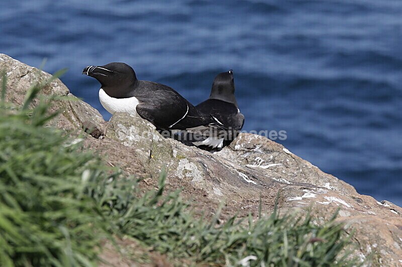 _56A7251 - Skomer 2019