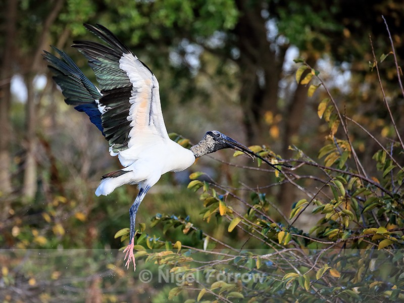 Wood Stork landing on bush with stick, Wakodahatchee Wetlands, Florida - Wood Stork