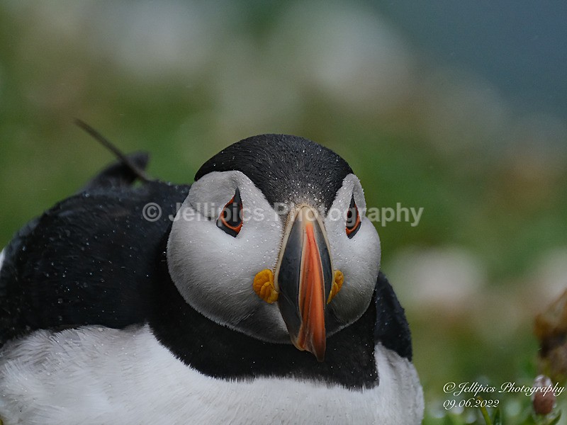  - Wildlife and Nature