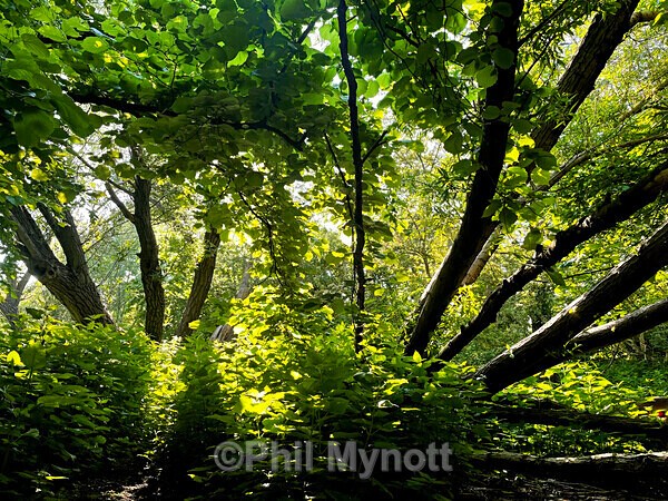 PhotoMynottART078 - Photo Mynott ART Images