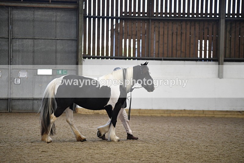 WJ5_5485 - Class 8 In hand cob