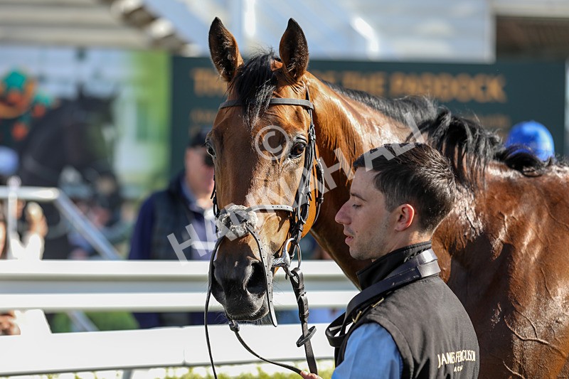 080624-Race 7-Starshine Legend-5157 - Race 7