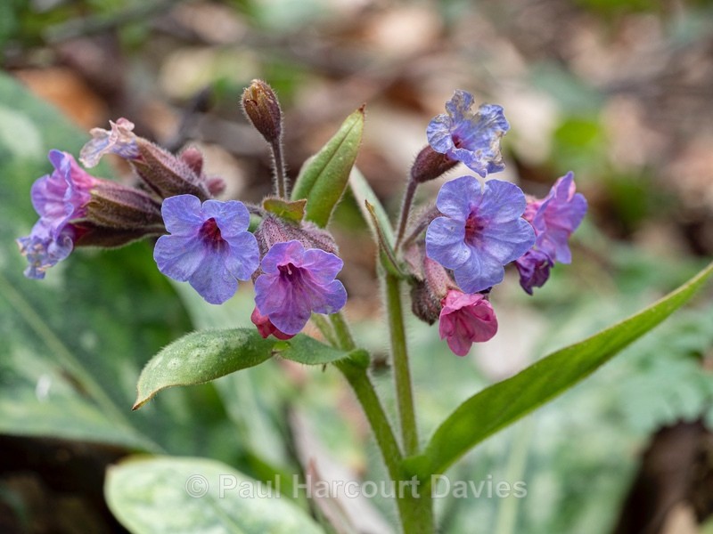 Apennine Hairy lungwort (Pulmonaria hirta ssp apennina - Flower Portraits