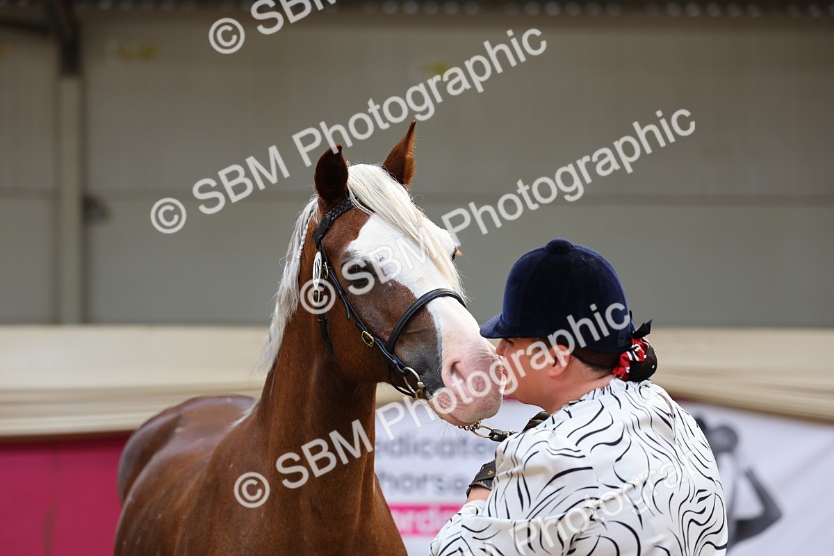 SBM_22899 - Class 903 - Supreme Final - IH Pre Vet