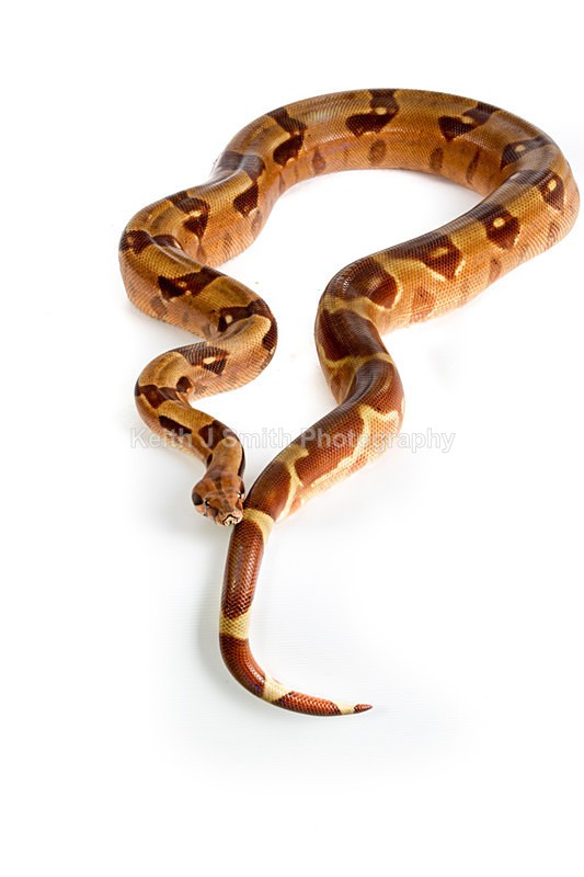 1KJS0190 - Roaming Reptile Show