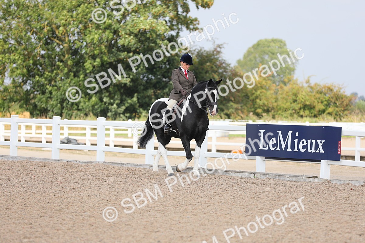 SBM_13315 - Class 308 Ridden Coloured Horse