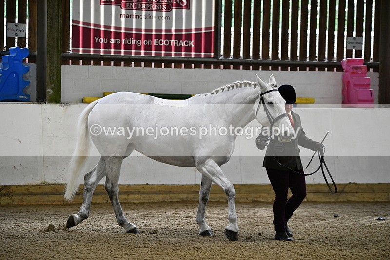 WJ5_4577 - Class 3 Part Bred In hand