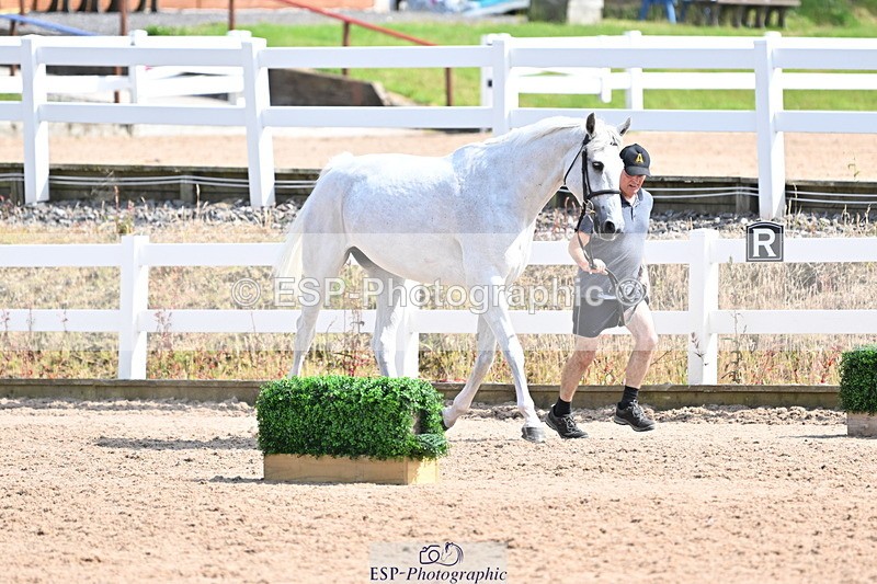 240717A-155022-03085 - Trot Up 3pm to 4pm