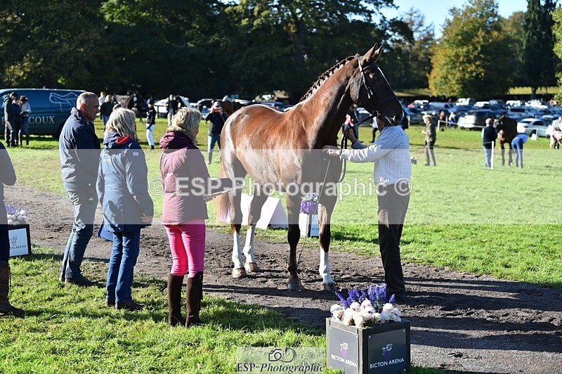 231022-104924-23518 - 447-STALLONE-Andrew.Winterton-TrotUp+SJ