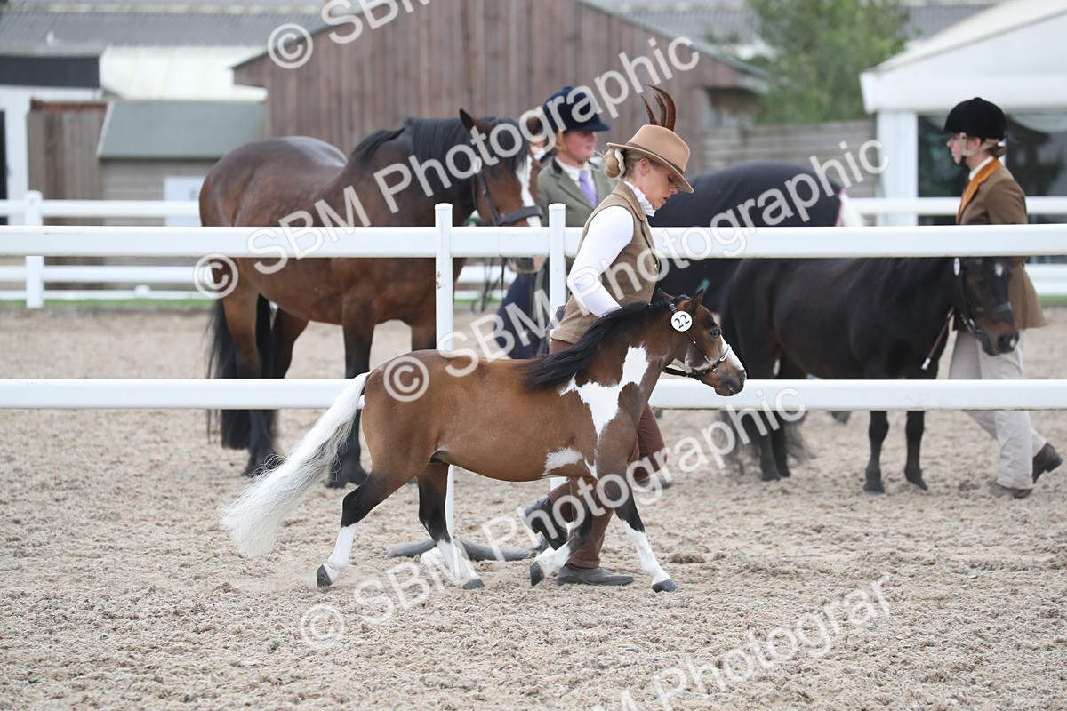 SBM_17941 - Class 317 IH Pure bred Horse/Pony