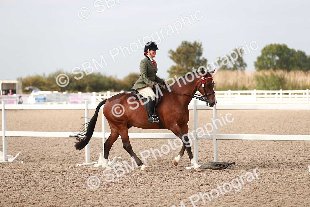 SBM_17495 - Class 215 Ridden Hack/ Riding Horse
