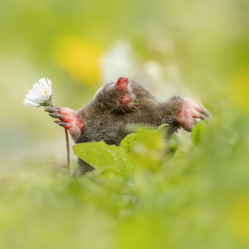 Garden Mole SD2531 - Greeting Cards